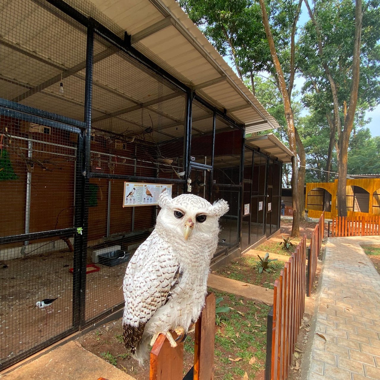Nimo Zoo — galeri 2
