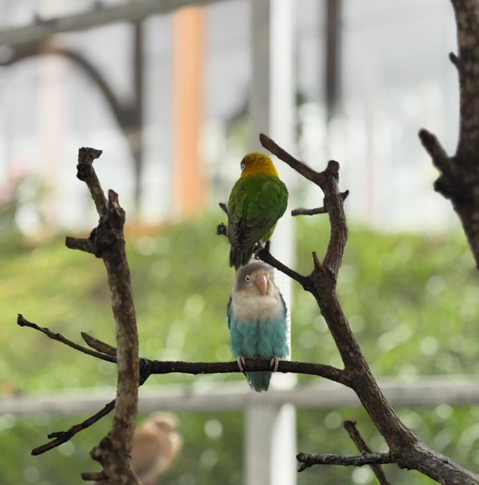 Pinaru Park — galeri 5